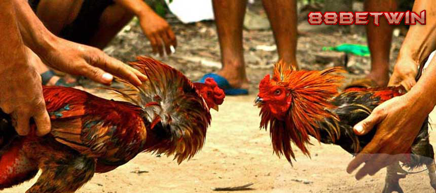 Đá Gà trực tiếp – Chơi gà chọi trực tuyến tại nhà cái M88